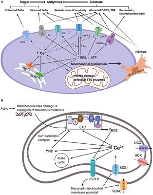 Mitochondrial Dysfunction Increases Arrhythmic Triggers and Substrates; Potential Anti-arrhythmic Pharmacological Targets